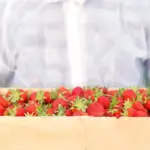 ripe juicy strawberries garden fresh harvest