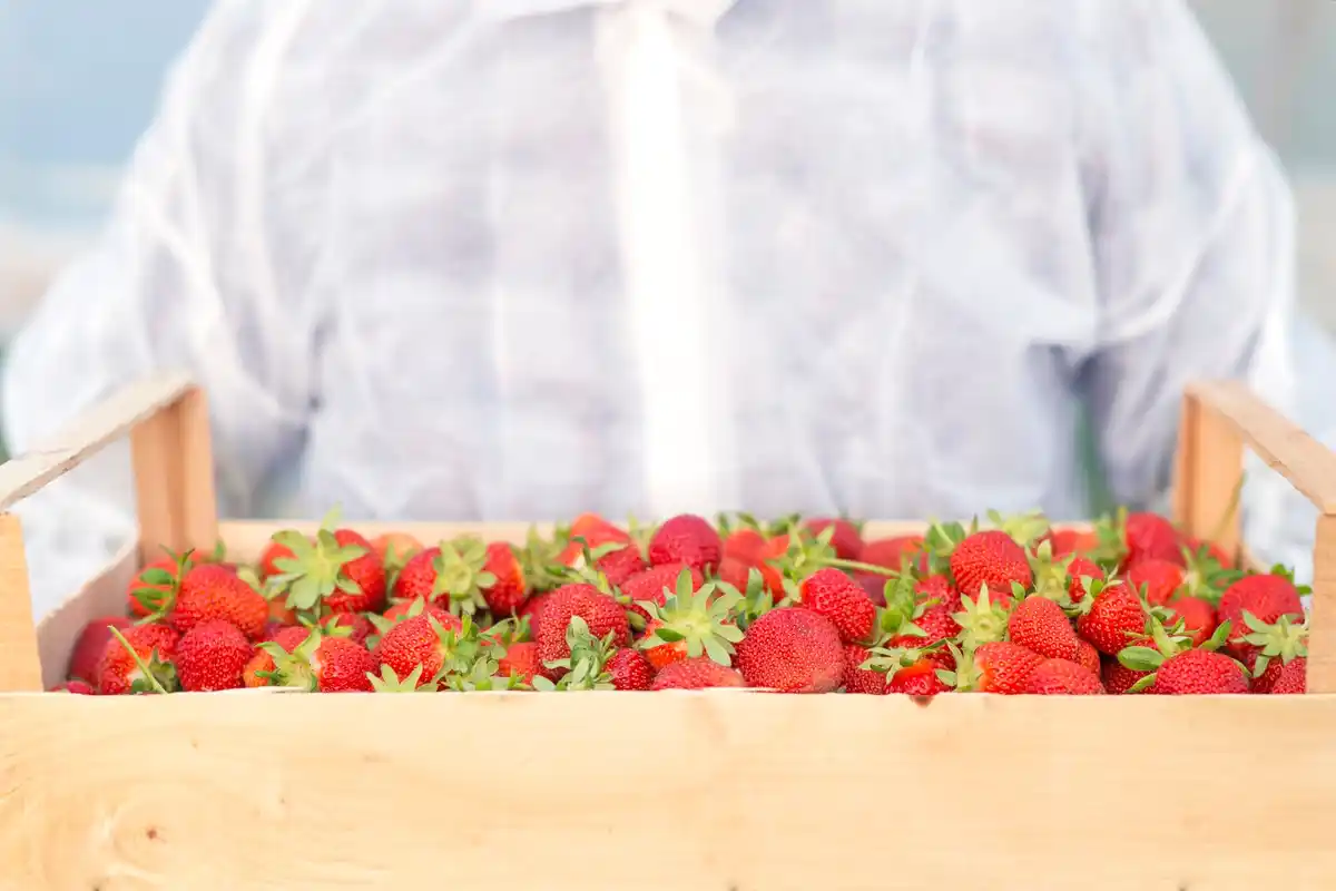 ripe juicy strawberries garden fresh harvest