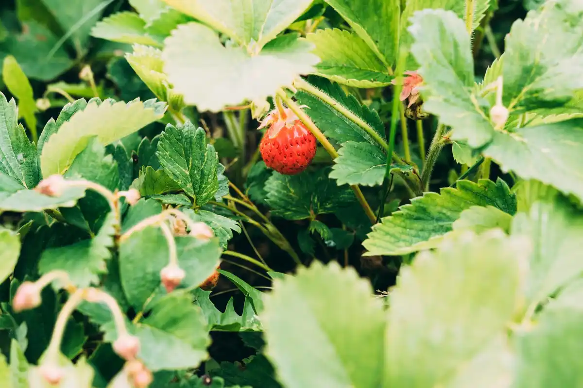 ripe strawberries in garden