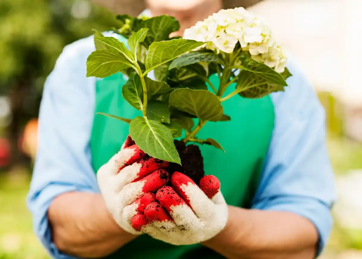 watering strawberry plants in garden