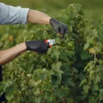 Dutch berry garden pruning and fertilizing