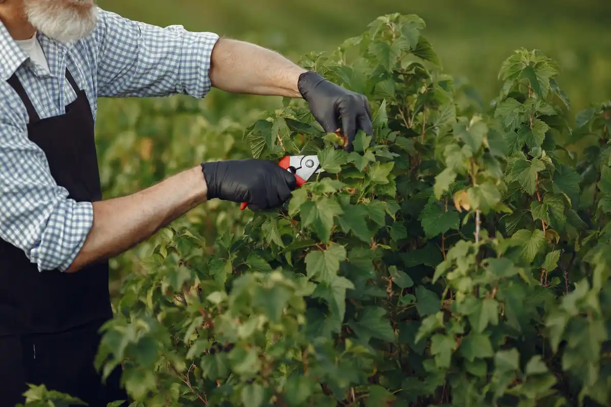 Dutch berry garden pruning and fertilizing