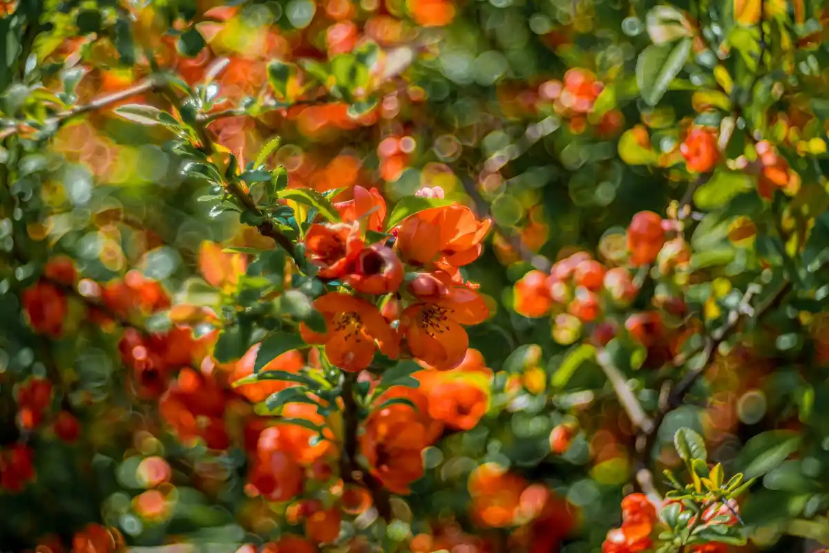 lush berry garden in Dutch backyard