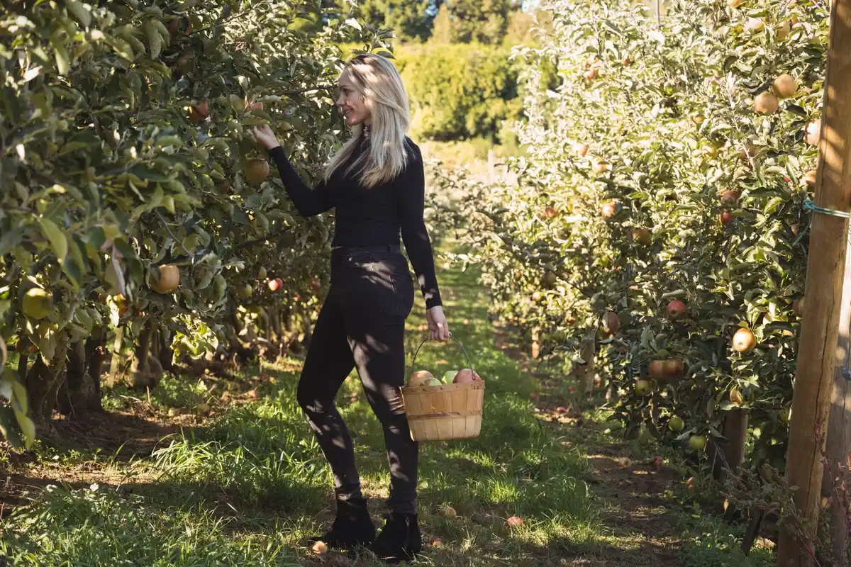 harvesting apples backyard netherlands autumn