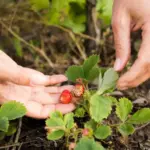 fresh raspberry bushes garden sun mulch Netherlands