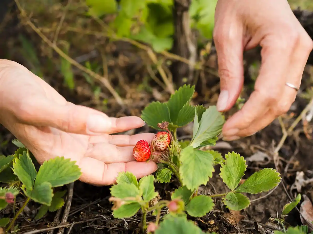 fresh raspberry bushes garden sun mulch Netherlands