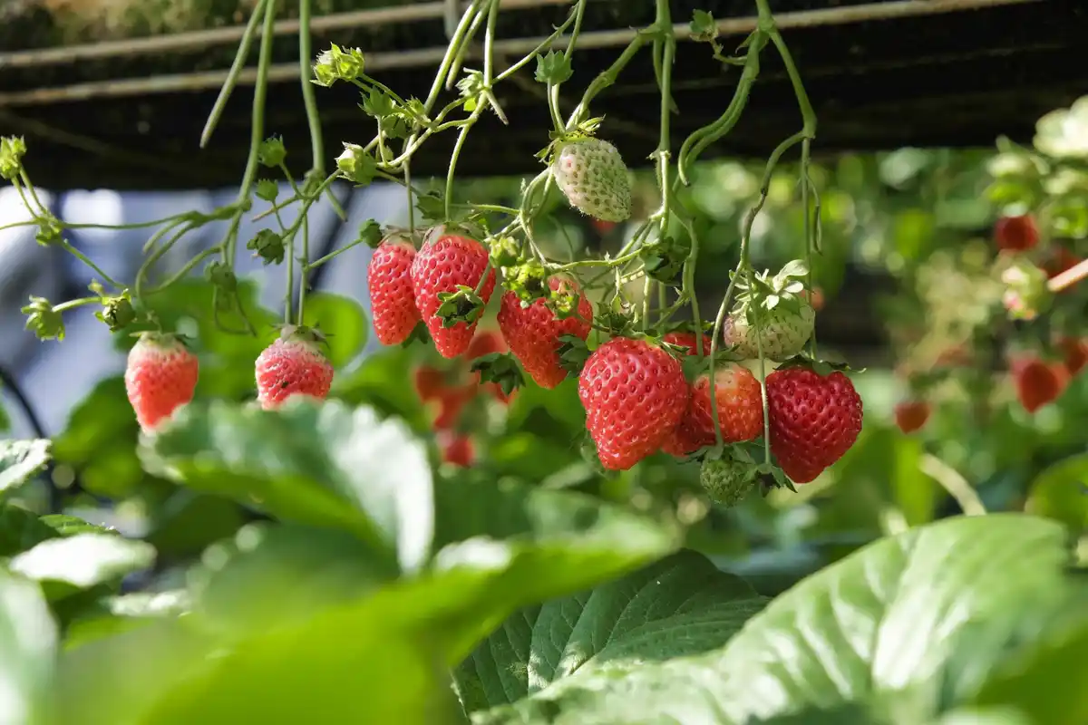 watering raspberry plants Netherlands garden mulch