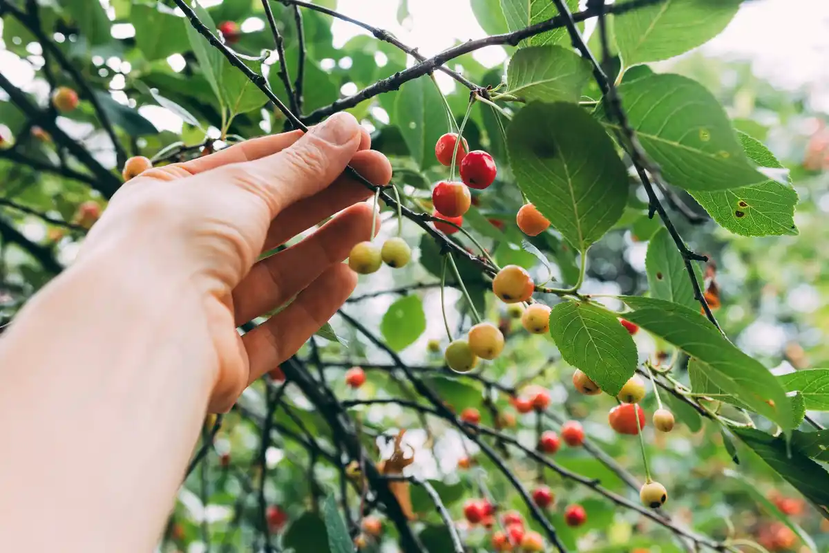cherry tree harvest in Dutch orchard