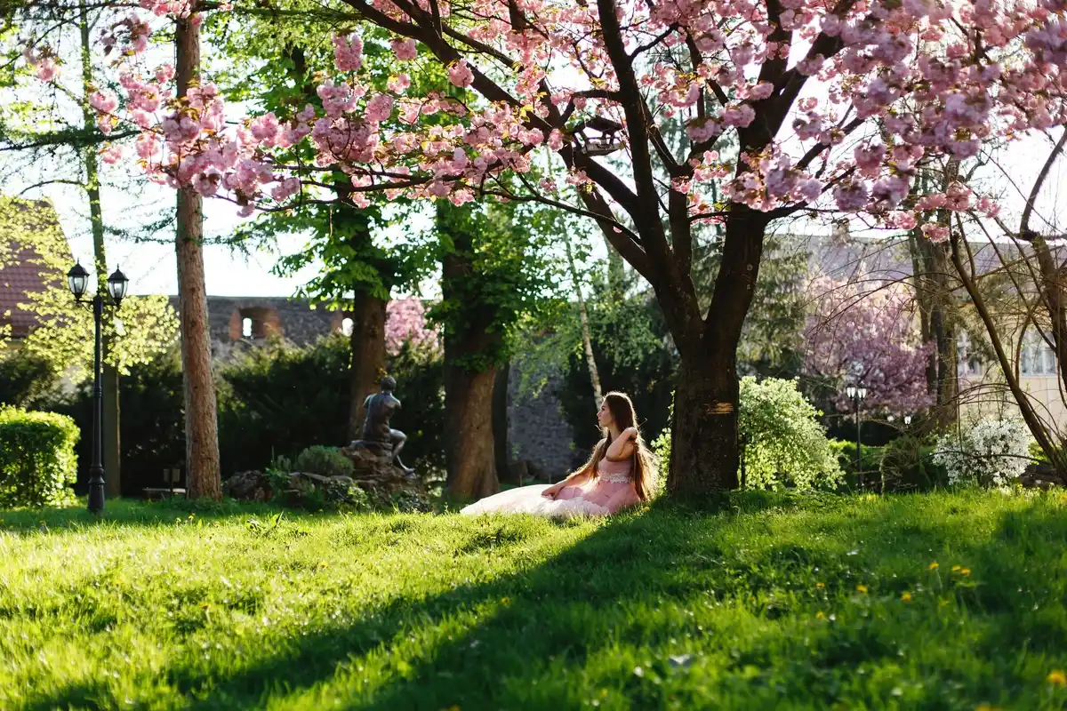 watering cherry tree outdoors Netherlands