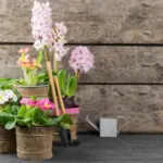 Dutch cozy garden with colorful flowers and vintage furniture