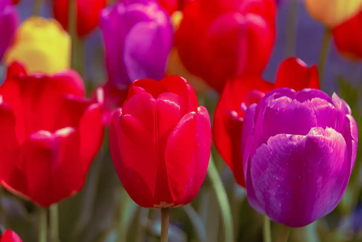 Dutch beautiful garden summer colors