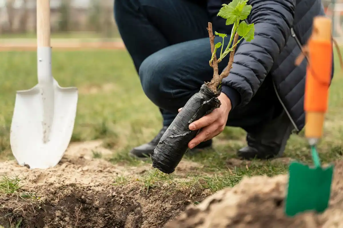 watering fruit tree roots garden