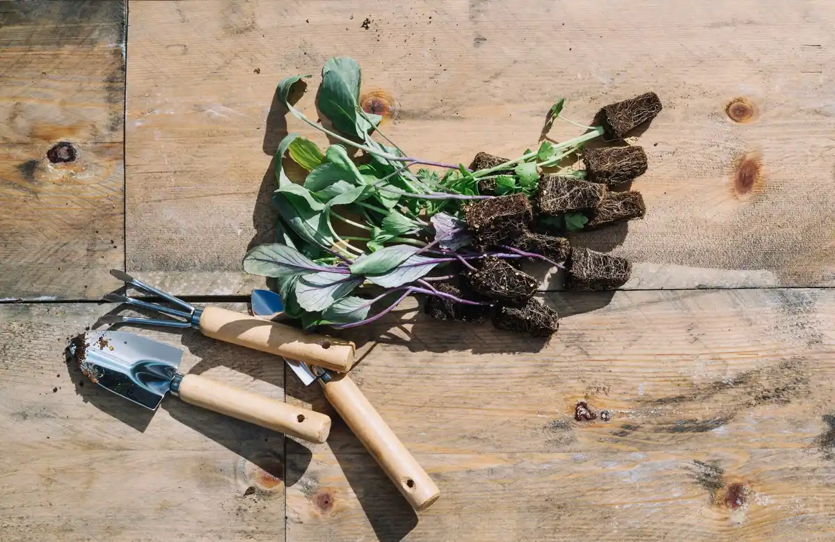 homemade compost heap garden fruit plants