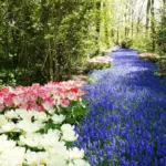 magical garden backyard netherlands