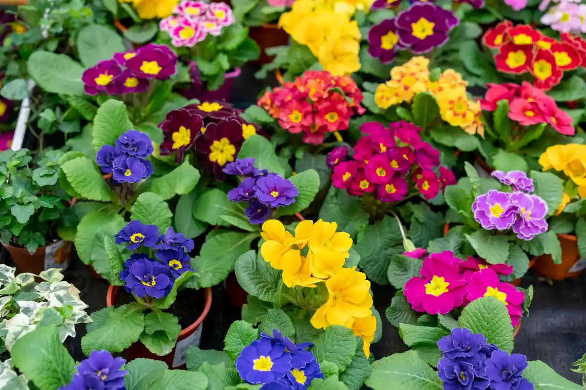 Colorful perennial garden flowers in Dutch climate