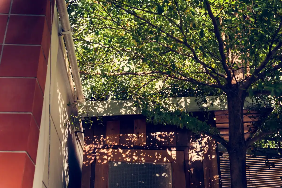 small urban garden with dwarf fruit trees and berries
