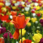 colorful vibrant dutch garden flowers spring