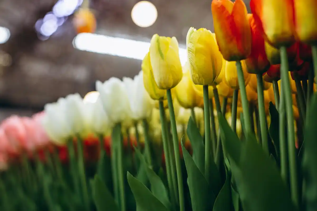 colorful dutch garden flowers