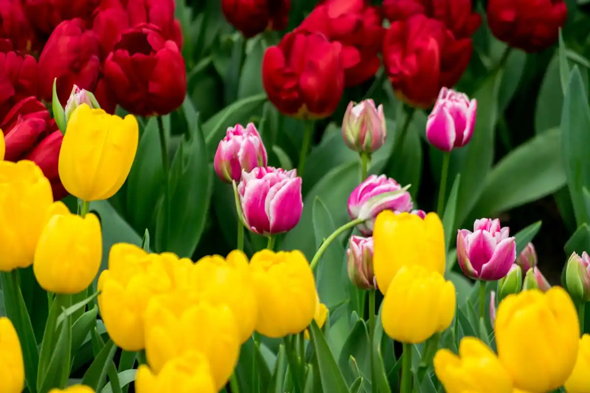spring flowers dutch garden vibrant colors