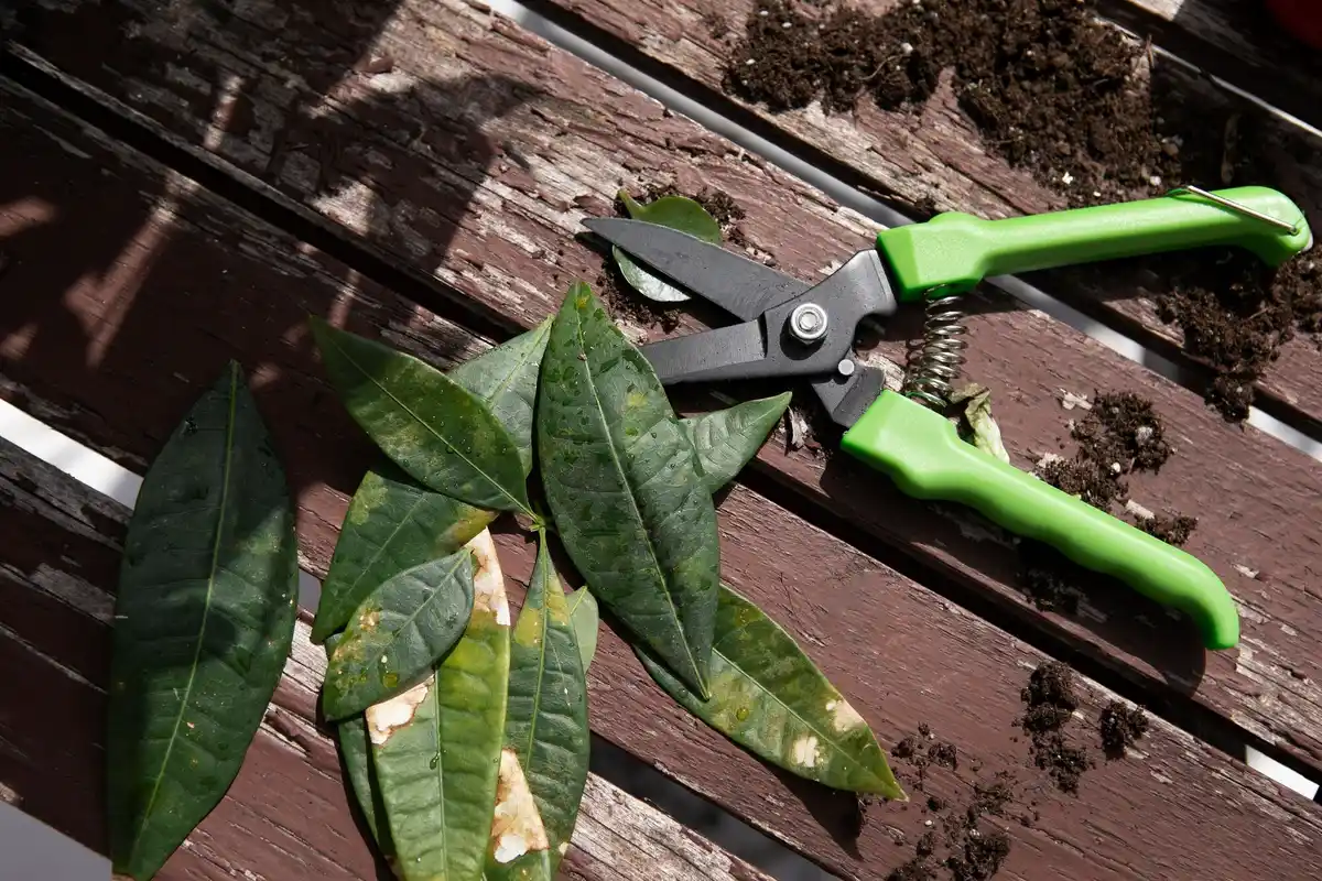 garden tools maintenance clean rusty rusty pruning shears