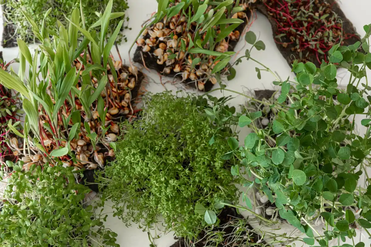 small urban garden transformation vertical plants