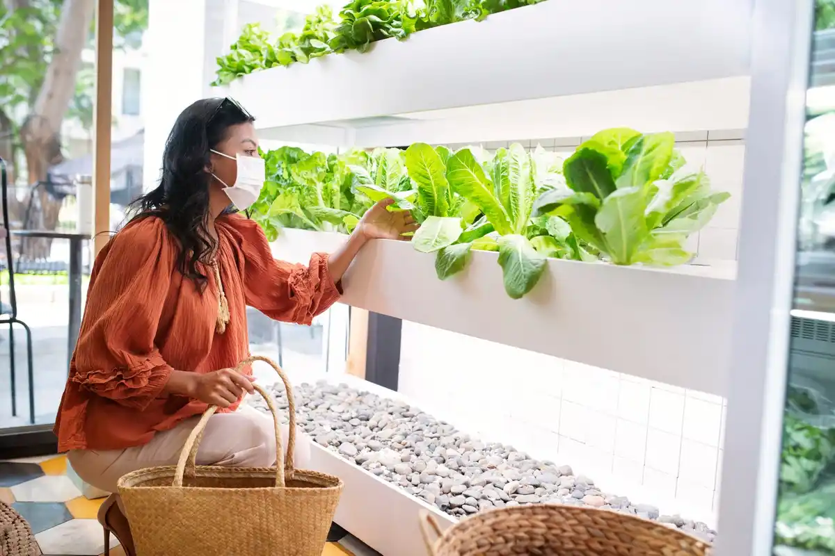 urban balcony vegetable garden pots fresh harvest