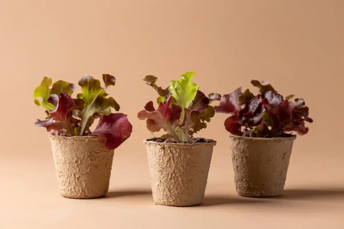 balcony vegetable garden small pots