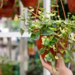 small green balcony garden vertical plants Netherlands