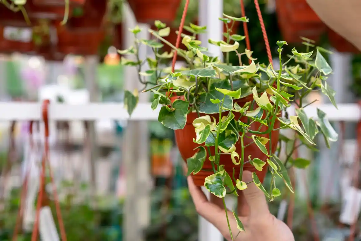 small green balcony garden vertical plants Netherlands