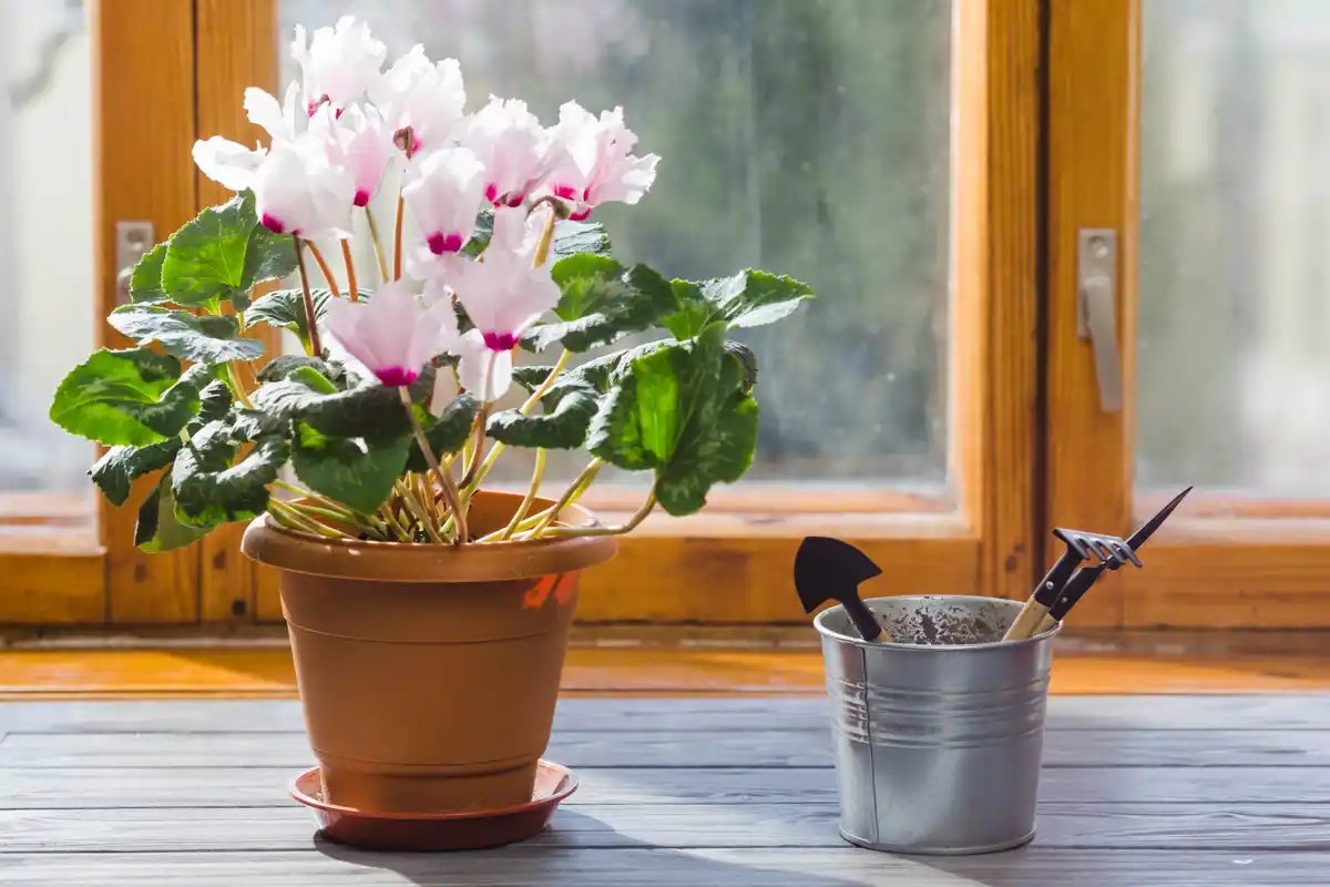 small balcony garden plants netherlands