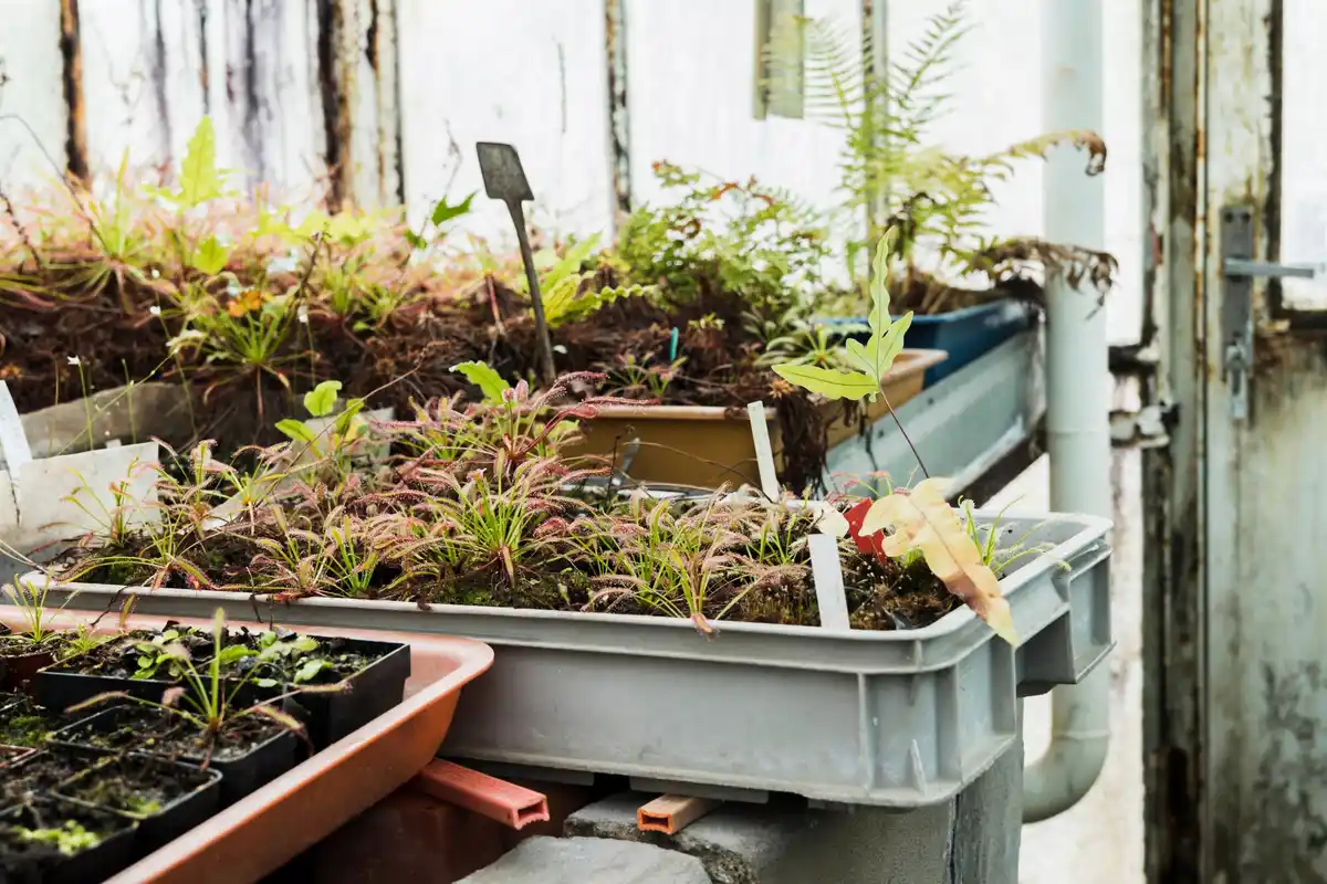container plants drying prevention watering slow drip system