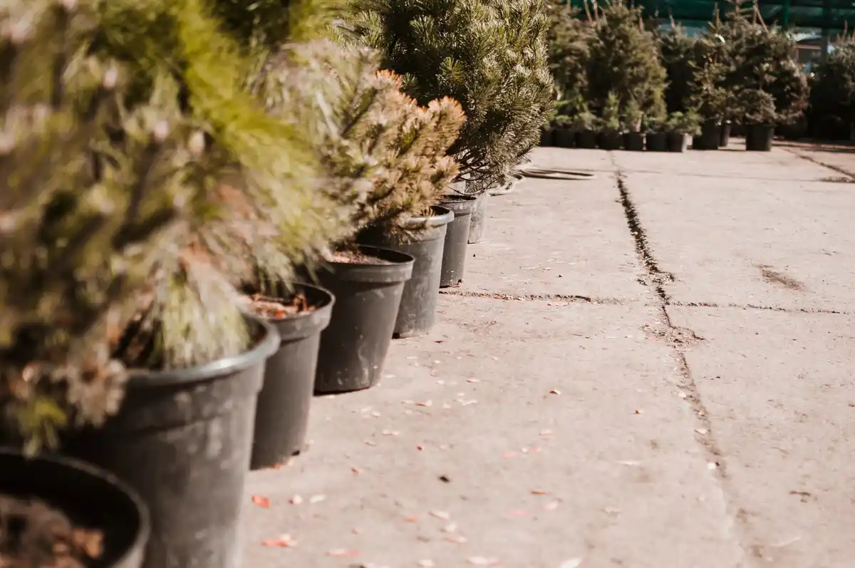 container plants drying out in sun
