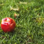 healthy fruit bushes garden mulch Netherlands