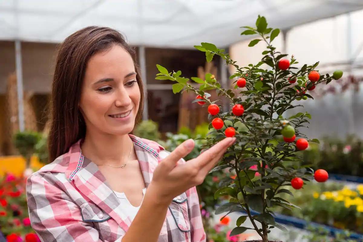 healthy garden fruit bushes outdoor
