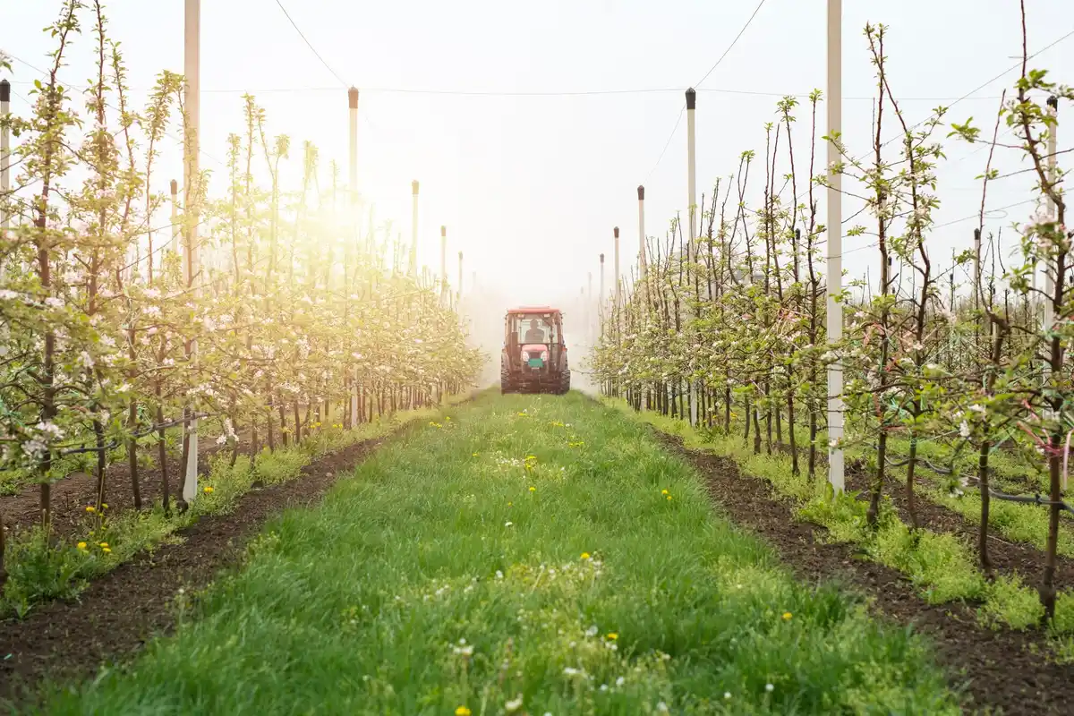 mulching fruit bushes garden Netherlands