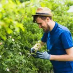 ripe berry bushes garden care seasonal pruning