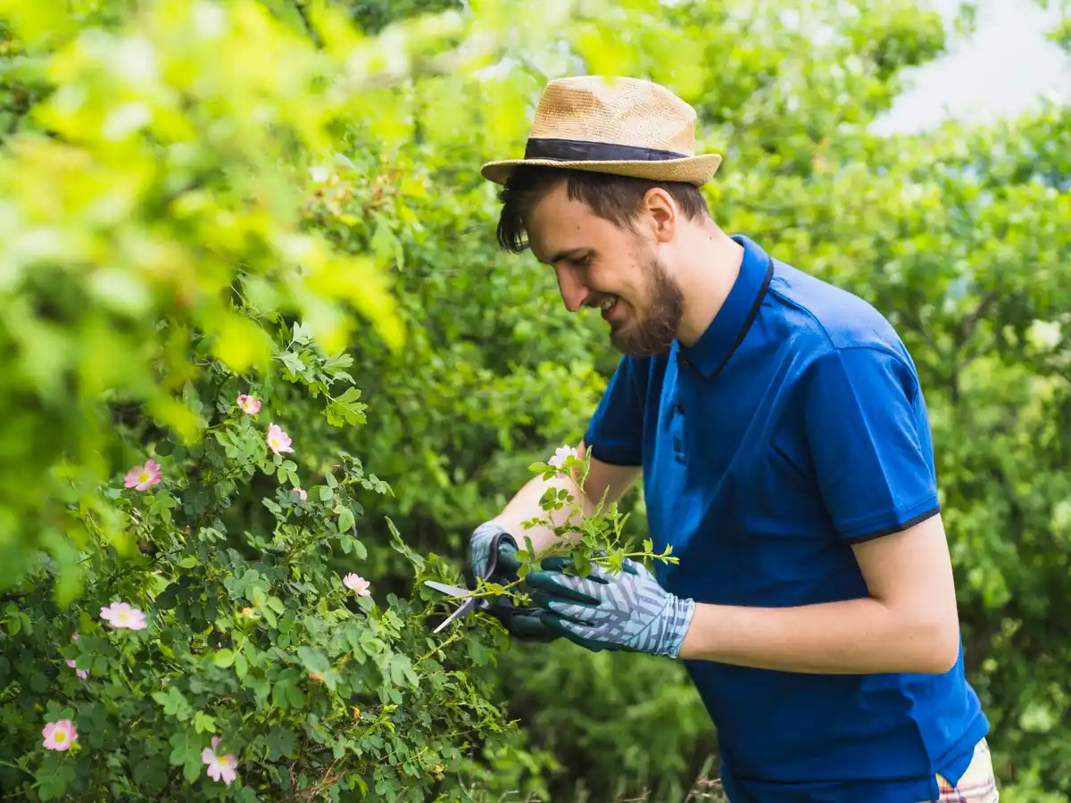 ripe berry bushes garden care seasonal pruning