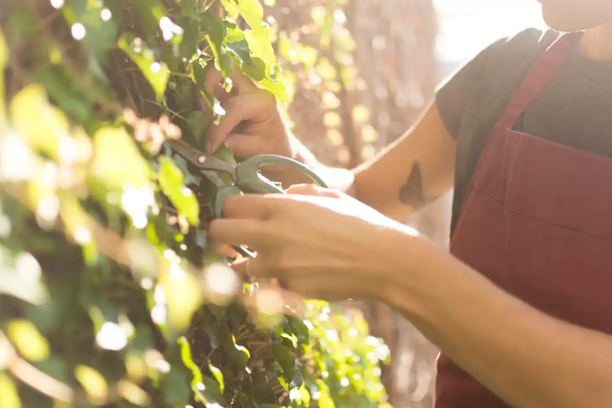 berry bush pruning backyard garden