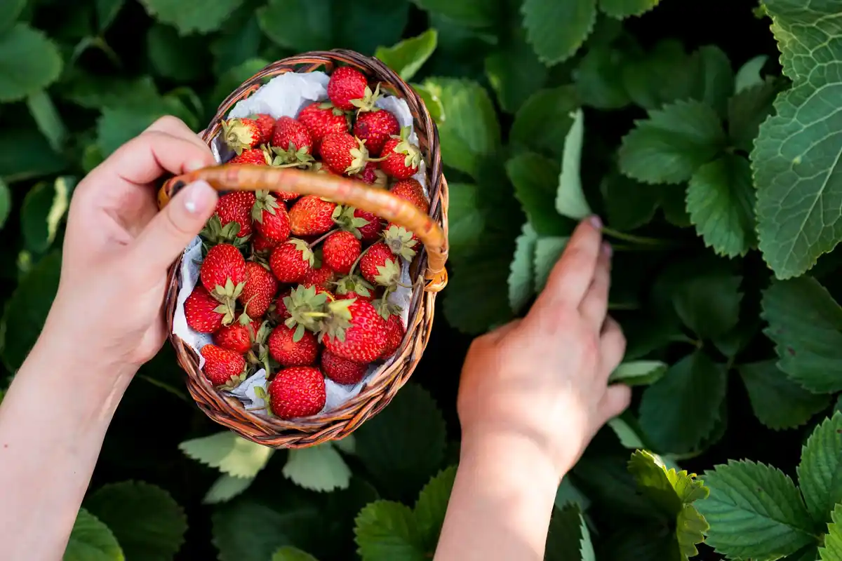 fresh ripe berries garden care tips