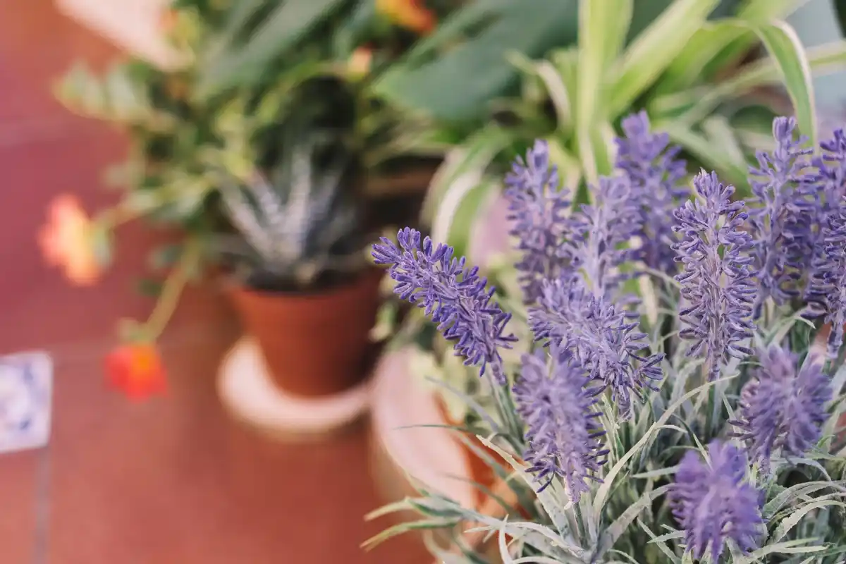 urban balcony garden herbs pots closeup