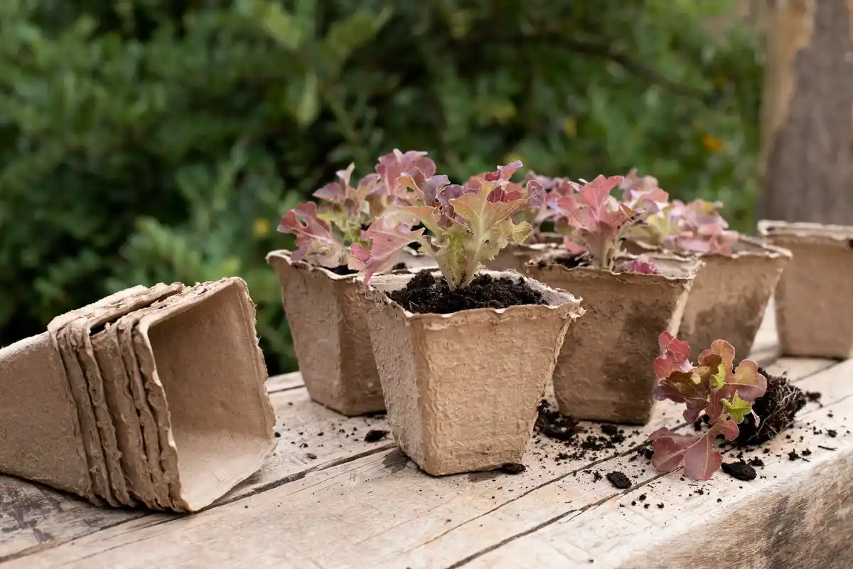 balcony garden small vegetable pots urban gardening