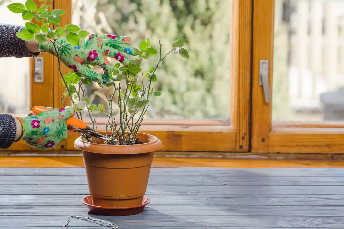 small balcony with vegetable pots and herbs