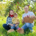 backyard apple and pear trees harvest sunny day