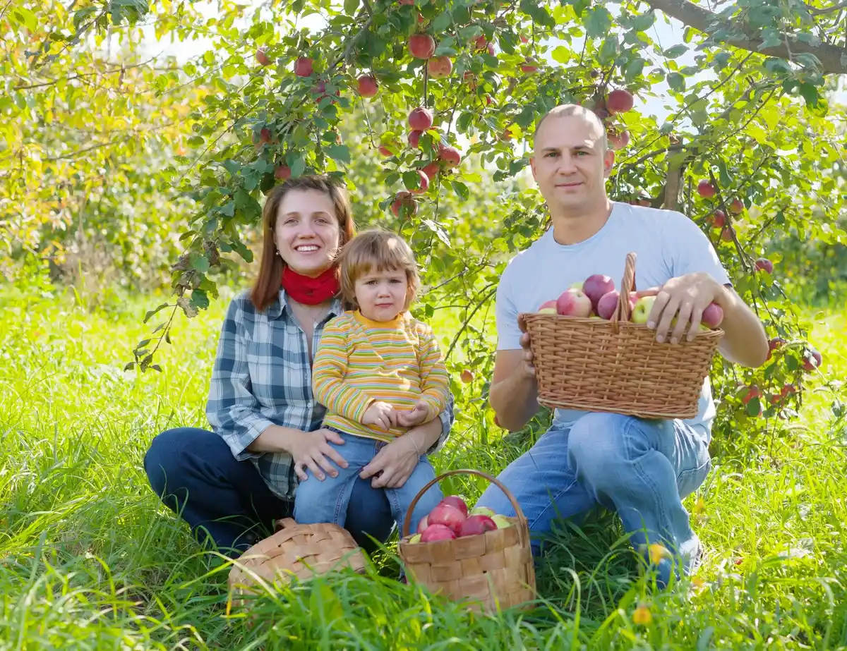 backyard apple and pear trees harvest sunny day