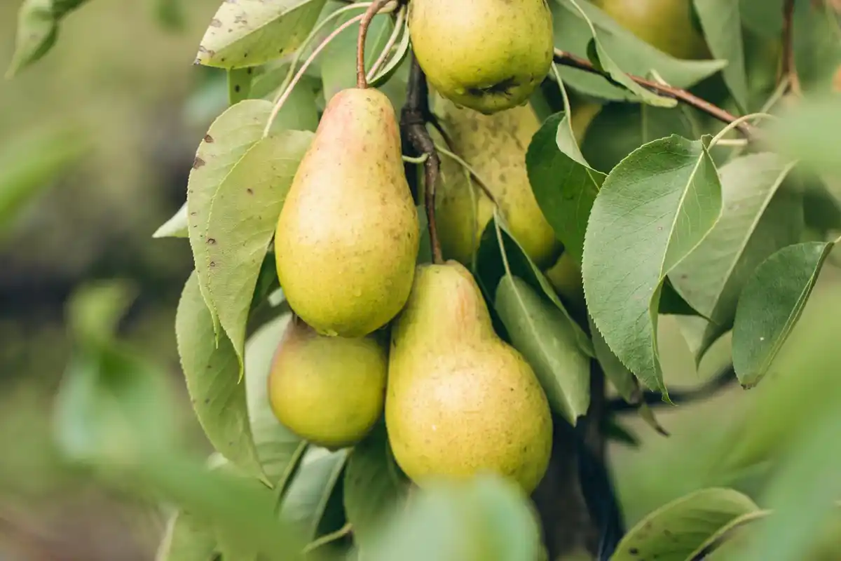 apple and pear orchard backyard