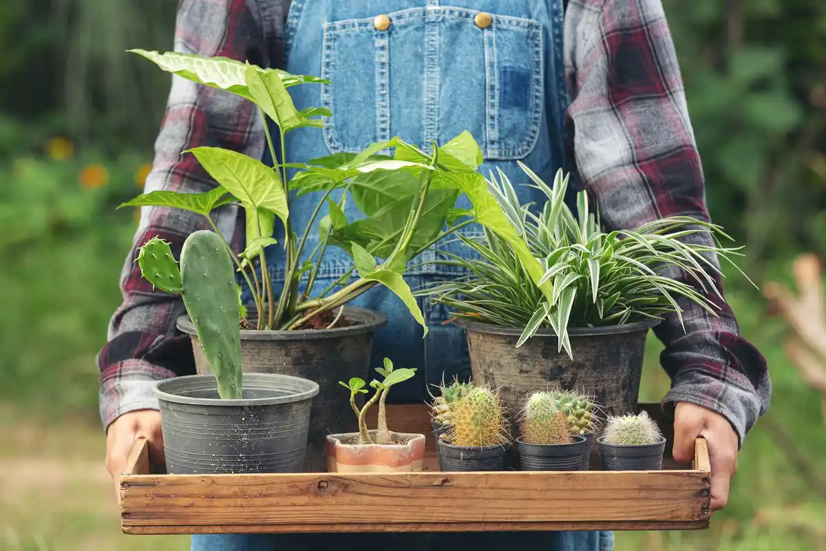 balcony vegetable gardening small containers