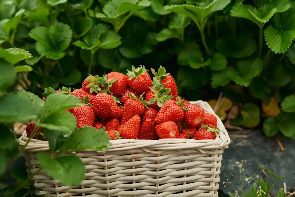 Dutch strawberry garden backyard
