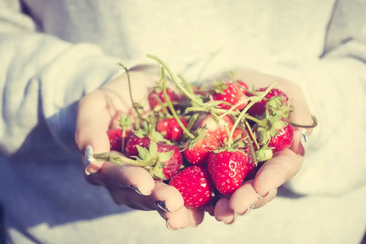 Fresh ripe strawberries homegrown garden