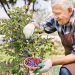 Dutch garden berry bushes harvest