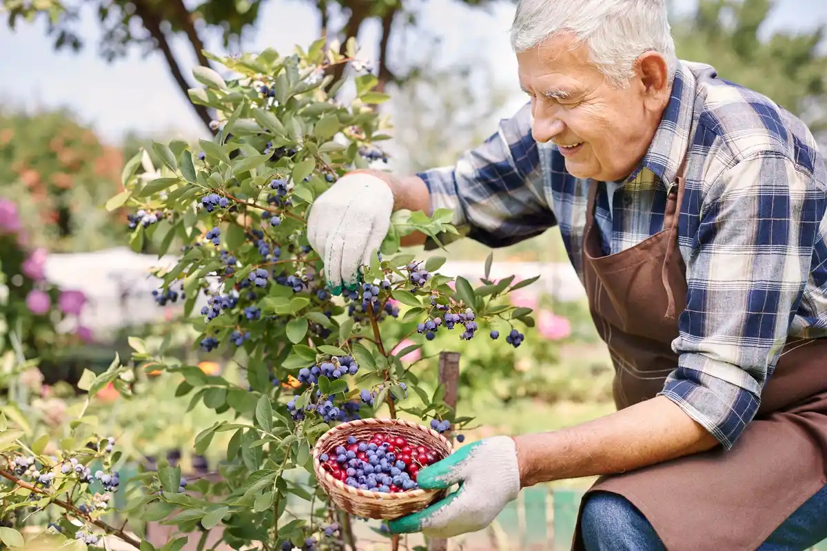 Dutch garden berry bushes harvest